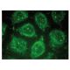 SLPI Antibody (F-12) - Immunofluorescence - Image 149293 