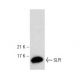SLPI Antibody (F-12) - Western Blotting - Image 148840 