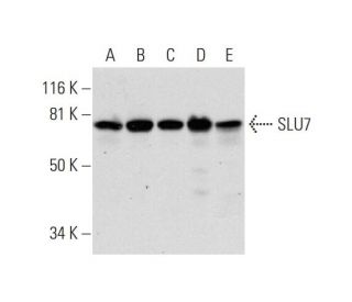 SLU7 Antibody (B-11) - Western Blotting - Image 297836 