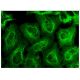 SLU7 Antibody (D-6) - Immunofluorescence - Image 146194 