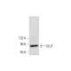 SLU7 Antibody (D-6) - Western Blotting - Image 143405