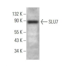 SLU7 Antibody (D-6) - Western Blotting - Image 374926 