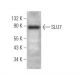 SLU7 Antibody (D-6) - Western Blotting - Image 374926 