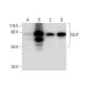 SLU7 Antibody (G-12) - Western Blotting - Image 297936