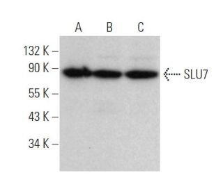 SLU7 Antibody (G-12) - Western Blotting - Image 371717 