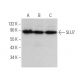 SLU7 Antibody (G-12) - Western Blotting - Image 371717 