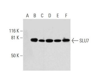 SLU7 Antibody (G-3) - Western Blotting - Image 297834 