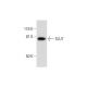 SLU7 Antibody (G-3) - Western Blotting - Image 297835