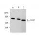SLU7 Antibody (G-3) - Western Blotting - Image 372891 
