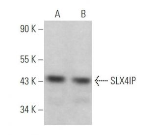 SLX4IP Antibody (G-4) - Western Blotting - Image 366364 