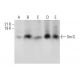Sm G Antibody (A-11) - Western Blotting - Image 308329 