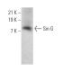 Sm G Antibody (A-11) - Western Blotting - Image 372063