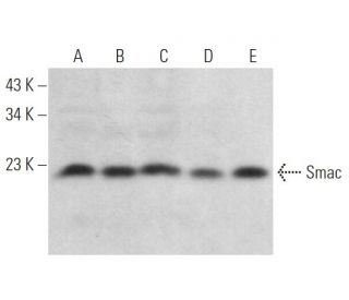 western blotting image from recommended Smac (C-10) monoclonal antibody replacement. Image 371875