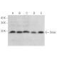 western blotting image from recommended Smac (C-10) monoclonal antibody replacement. Image 371875
