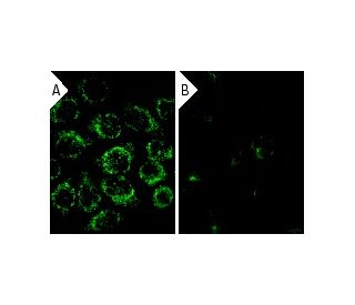 Smac siRNA (h): sc-36505. Immunofluorescence staining of methanol-fixed, control HeLa (A) and Smac siRNA silenced HeLa (B) 