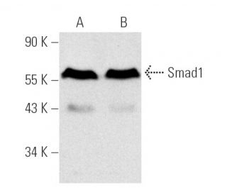 western blotting image from recommended Smad1 (A-4) monoclonal antibody replacement. Image 1150