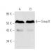 western blotting image from recommended Smad1 (A-4) monoclonal antibody replacement. Image 1150