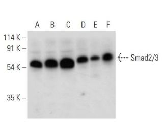 Smad2/3 Antibody (A-3) - Western Blotting - Image 309643 