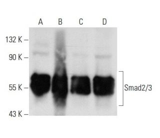 western blotting image from recommended Smad2/3 (C-8) monoclonal antibody replacement. Image 59787
