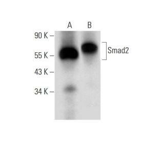 Smad2 Antibody (A-11) - Western Blotting - Image 309644 