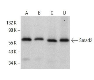 Smad2 Antibody (A-11) - Western Blotting - Image 379075