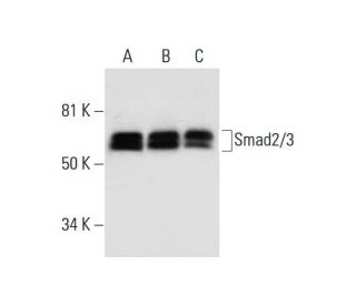 Smad2/3 Antibody (E-1) - Western Blotting - Image 294556