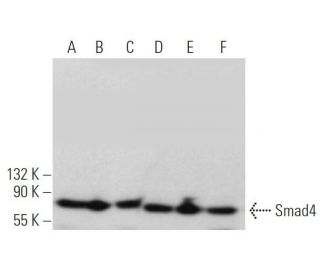 western blotting image from recommended Smad4 (B-8) monoclonal antibody replacement. Image 370892