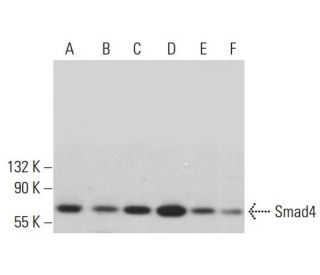 Smad4 Antibody (B-8) - Western Blotting - Image 380818 