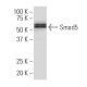 Smad5 Antibody (YY-6) - Western Blotting - Image 34511 