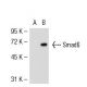 western blotting image from recommended Smad6 (D-4) monoclonal antibody replacement. Image 52920