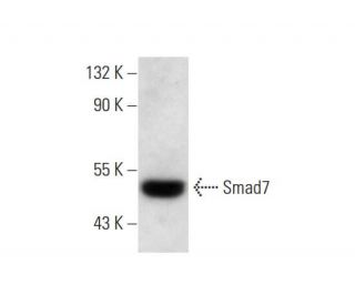 western blotting image from recommended Smad7 (B-8) monoclonal antibody replacement. Image 145526