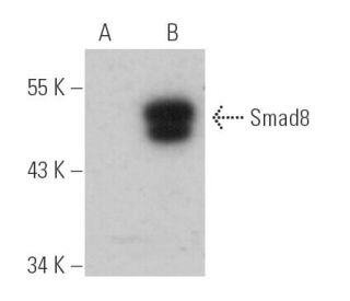 Smad8 Antibody (A-1) - Western Blotting - Image 390348The Double Nickase Plasmid features a U6 promoter for sgRNA expression, a 20 nt targeting sequence, and a gRNA scaffold to guide Cas9n. It includes a CBh promoter for Cas9n (D10A) and puromycin resistance, GFP for transfection verification, and nuclear localization signals (NLS). The 2A peptide allows co-expression of Cas9n and Puro from a single promoter, enabling precise genome editing with reduced off-target effects.