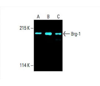 SMARCA4/Brg1 Antibody (G-7) - Western Blotting - Image 393125