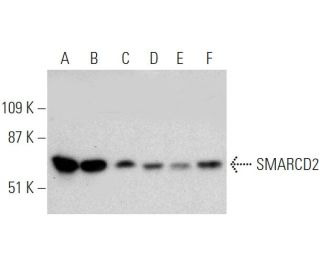 SMARCD2 Antibody (F-34) - Western Blotting - Image 368238 