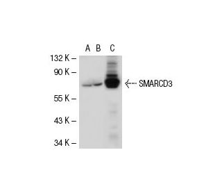 SMARCD3 Antibody (RN-18) - Western Blotting - Image 40406