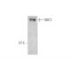 SMC1 Antibody (C2M) - Western Blotting - Image 14409