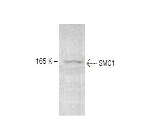 SMC1 Antibody (C2M) - Western Blotting - Image 67412 