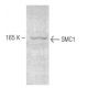 SMC1 Antibody (C2M) - Western Blotting - Image 67412 