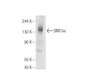 SMC1&alpha; Antibody (E-8) - Western Blotting - Image 93622