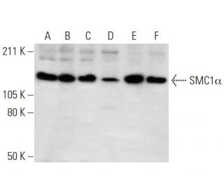 SMC1&alpha; Antibody (H-6) - Western Blotting - Image 292935