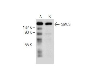 SMC3 Antibody (E-3) - Western Blotting - Image 155267 