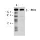 SMC3 Antibody (E-3) - Western Blotting - Image 155267 