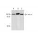 SMC5 Antibody (B-11) - Western Blotting - Image 294488