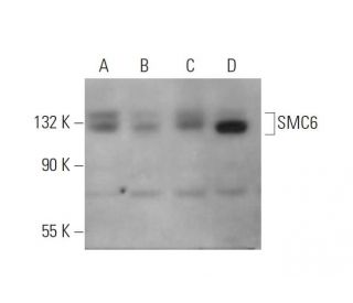 SMC6 Antibody (C-4) - Western Blotting - Image 344287 