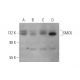 SMC6 Antibody (C-4) - Western Blotting - Image 344287 