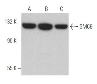 SMC6 Antibody (C-4) - Western Blotting - Image 365183 