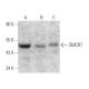 SMCR7 Antibody (A-5) - Western Blotting - Image 363262 