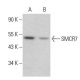 SMCR7 Antibody (A-5) - Western Blotting - Image 379504