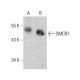 SMCR7 Antibody (A-5) - Western Blotting - Image 386864 