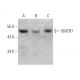 SMCR7 Antibody (E-1) - Western Blotting - Image 364922 